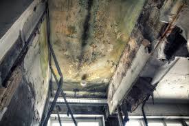 Best Commercial Mold Inspection  in Warrensburg, IL